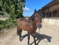 orovero poney papier espagnol 4 ans