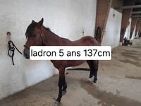 ladron poney 5 ans papier espagnol